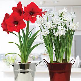 Van Zyverden Amaryllis& Paperwhite Duo Kits with Decorative Planters