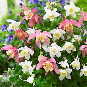 Van Zyverden Aquilegia Columbine Pink and White Blend Roots - Set of 8