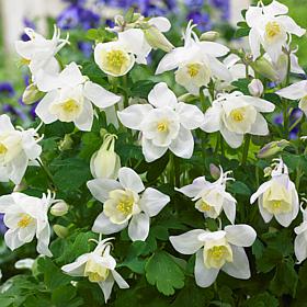 Van Zyverden Aquilegia Columbine White Barlow Set of 5 Roots