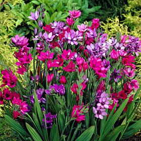 Van Zyverden Babiana Mixed Bulbs - Set of 25 