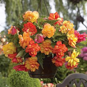Van Zyverden Begonias Golden Balcony Hanging Basket - Set of 3 Bulbs