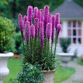Van Zyverden Blazing Star Liatris Spicata Set of 10 Bulbs