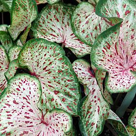 Van Zyverden Caladiums Strap Leaf Gingerland - 3 Bulbs
