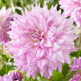 Van Zyverden Dahlias Almand's Joy Set of 5 Bulbs