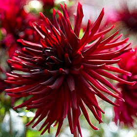 Van Zyverden Dahlias Black Narcissus, Set of 5 Bulbs