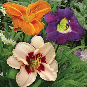 Van Zyverden Daylilies Once in a Lifetime Blend 5 Roots