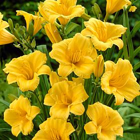 Van Zyverden Daylilies Re Blooming Stella de' Oro 1 Root