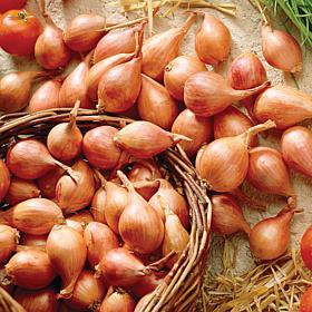 Van Zyverden Dutch Shallots Yellow Set of 25 Bulbs