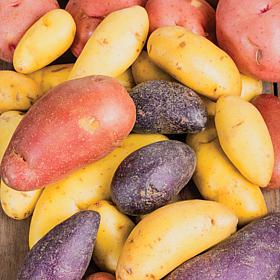 Van Zyverden Fresh Crop Gourmet Potato Blend - Set of 12 Bulbs