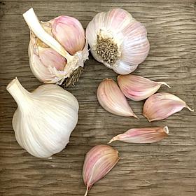 Van Zyverden Garlic Hardneck Porcelain Northern Extra Hardy - 3 Cloves