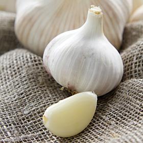 Van Zyverden Garlic Italian Late Set of 5 Plants