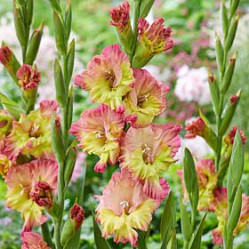 Van Zyverden Gladiolus Large Flowering Conca Verde - 12 Bulbs