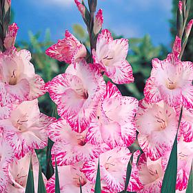 Van Zyverden Gladiolus Large Flowering My Love Set of 12 Bulbs