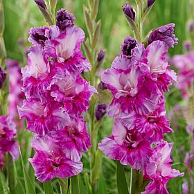 Van Zyverden Gladiolus Large Flowering Purple Art - 12 Bulbs 