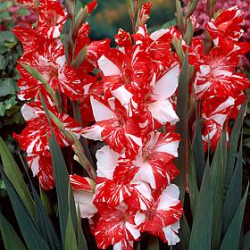 Van Zyverden Gladiolus Large Flowering Zizanie Set of 12 Bulbs