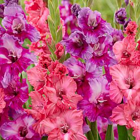 Van Zyverden Gladiolus Royal Radiance Blend - 15 Bulbs