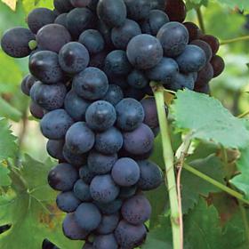 Van Zyverden Grapes Thomcord Seedless Plant