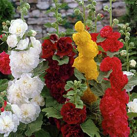 Van Zyverden Hollyhocks Mixed Set of 3 Roots