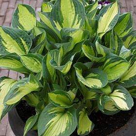 Van Zyverden Hosta Whirlwind - Set of 3 Roots
