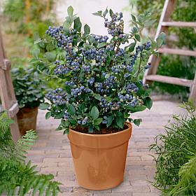 Van Zyverden Patio Gardening Blueberry Bluecrop Kit