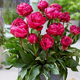 Van Zyverden Patio Peonies London For Containers Set of 1 Root