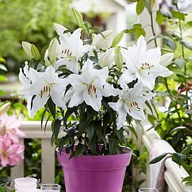 Van Zyverden Patio White Romance Lilies Kit