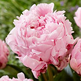 Van Zyverden Peonies Sarah Bernhardt Economy Sized Roots, Set of 5