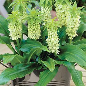 Van Zyverden Pineapple Lily w/ Stainless Planter, Soil & Growers Pot