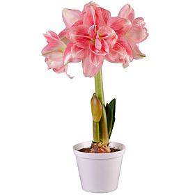 Van Zyverden Premium Fast Track Amaryllis Double Time Set of 1 Bulb