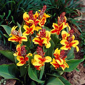 Van Zyverden Reine Charlotte Cannas - Set of 5 Bulbs