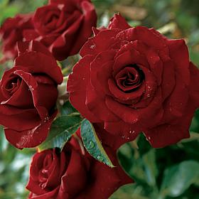 Van Zyverden Roses Black Magic - 1 Root