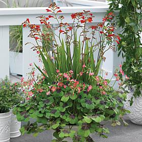 Van Zyverden Sun Bulb Patio Container Collection - Set of 25 Bulbs
