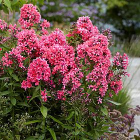 Van Zyverden Tall Phlox Paniculata Cleopatra Set of 3 Roots