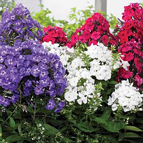 Van Zyverden Tall Phlox Patriotic Festival Blend - Set of 5 Roots