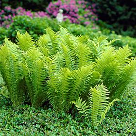 Van Zyverden Woodland Plant TN Ostrich Glade Fern 1 Root
