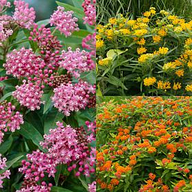 VanZyverden Asclepias Save The Monarchs Oasis Set of 11 Roots