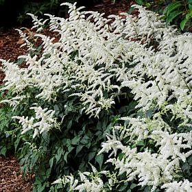 VanZyverden Astilbe Bridal Veil® Roots 5-Pack