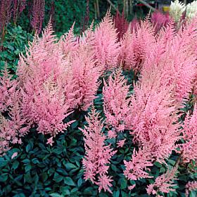 VanZyverden Astilbe Erika Roots 5-Pack