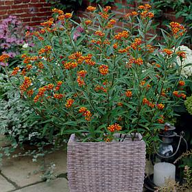 VanZyverden Butterfly Milkweed Kit w/ Planter, Planting Medium & Roots