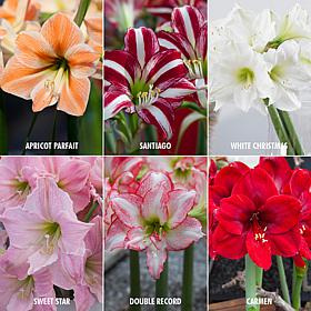 VanZyverden Exotic Amaryllis for Collectors 6-bulb Set