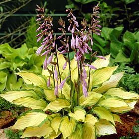 VanZyverden Hosta Lady Guinevere - Set of 3 Roots