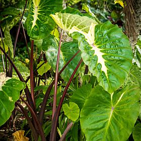 White Lava Elephant Ears - 1 Bulb