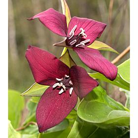Woodland Plant Trillium Erectum Set of 3 Roots