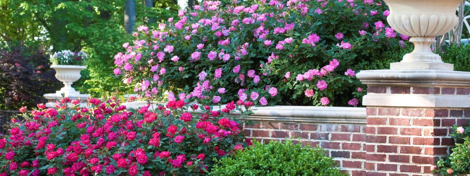 (HSN) Leaf & Petal Designs 2-piece Easy Breezy Double Knock Out Roses ...